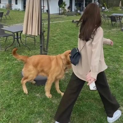 淘气飞行猴